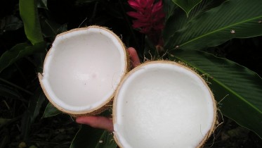 coconut-43_960_720